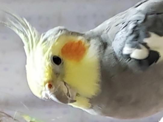 あずきちゃん あずきちゃん