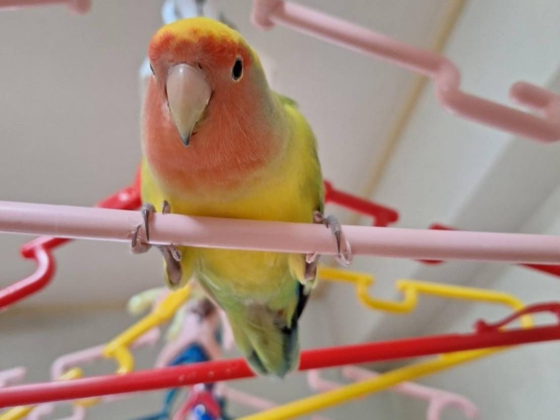 きなこちゃん きなこちゃん