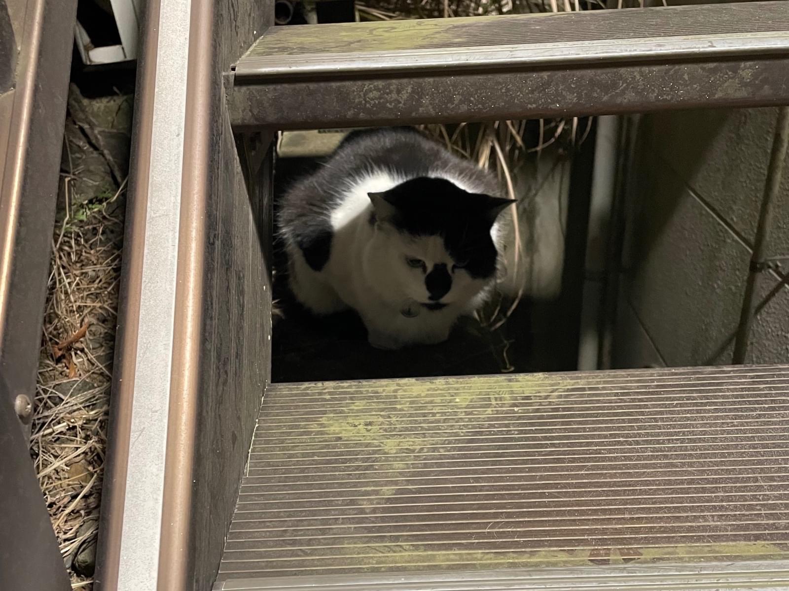 目撃された猫 目撃された猫