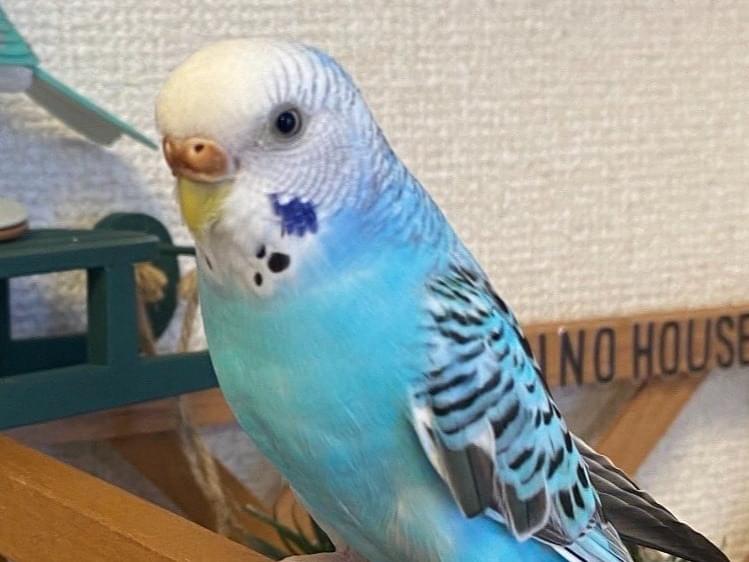 ピノちゃん ピノちゃん