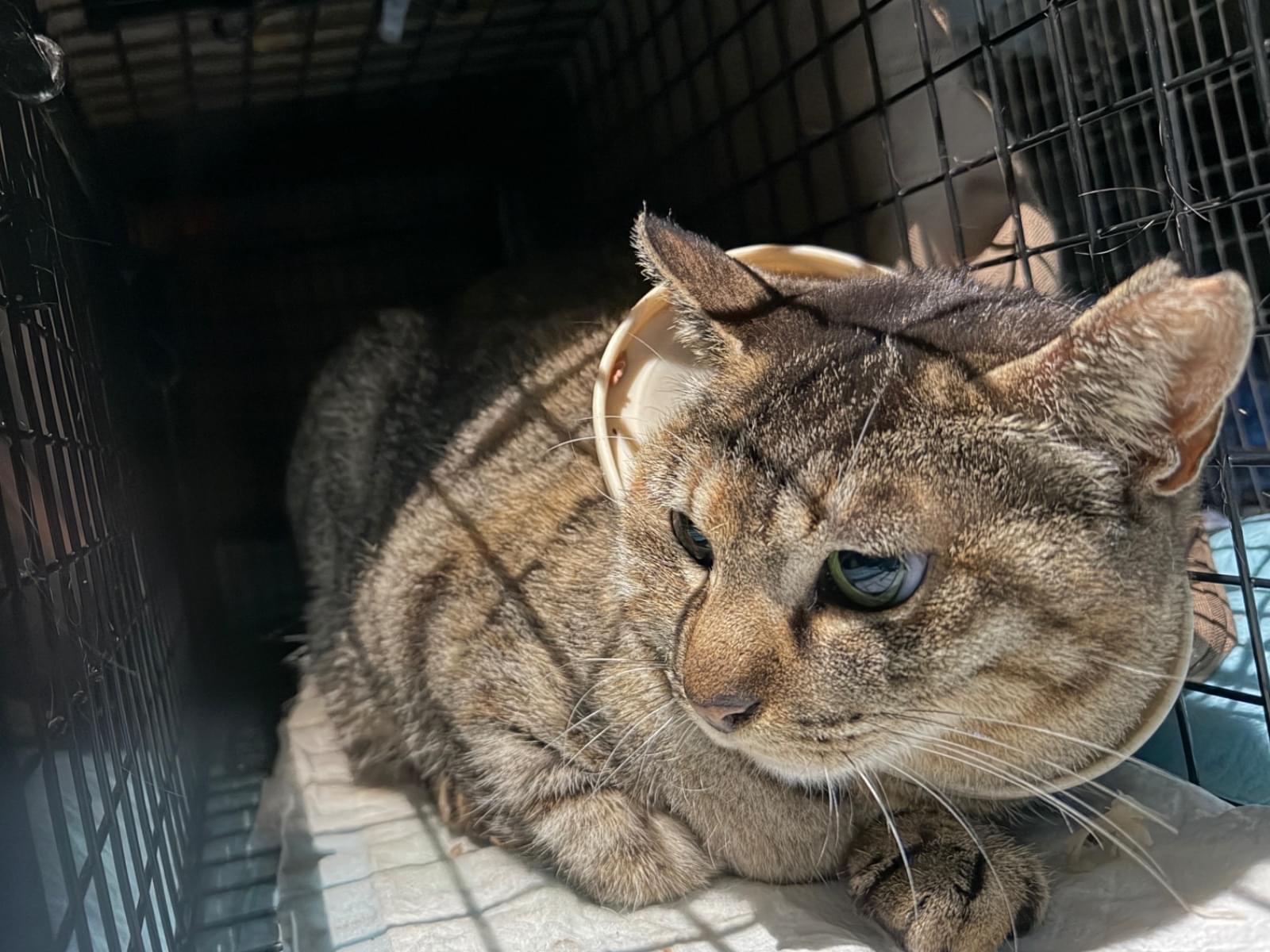 保護された猫 保護された猫