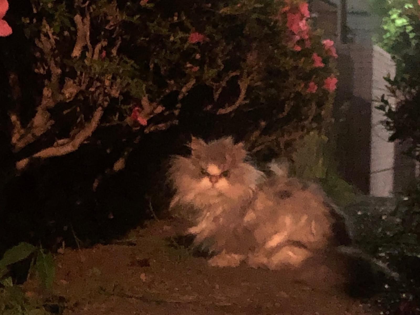 目撃された猫 目撃された猫