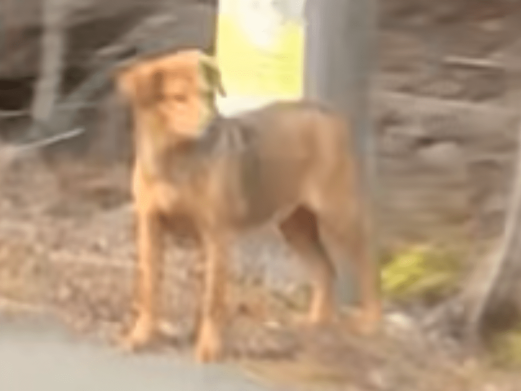 目撃された犬 目撃された犬