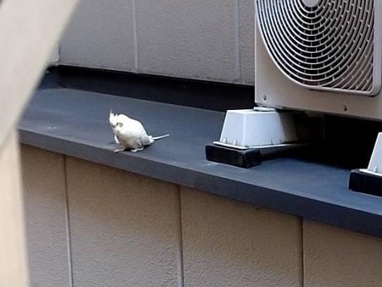 目撃された鳥 目撃された鳥