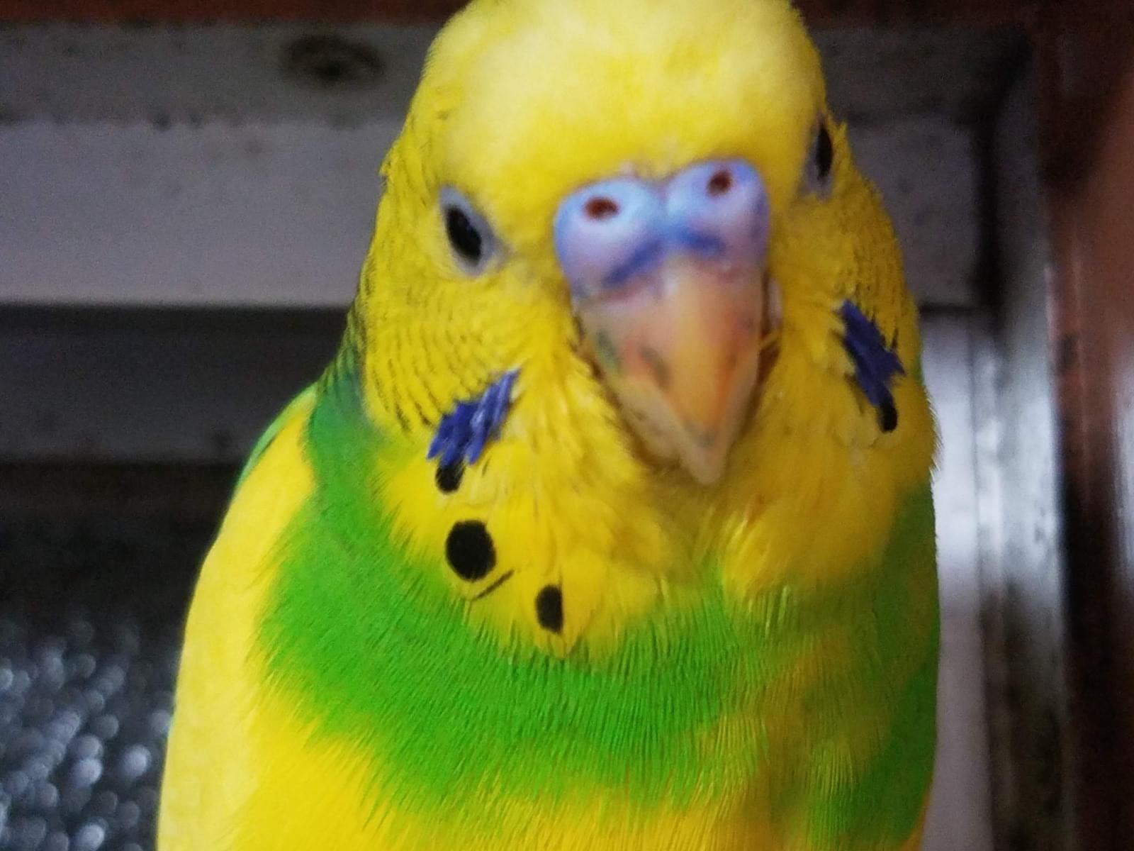 ライムちゃん ライムちゃん