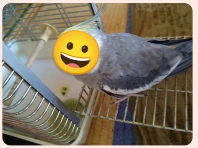 保護された鳥 保護された鳥
