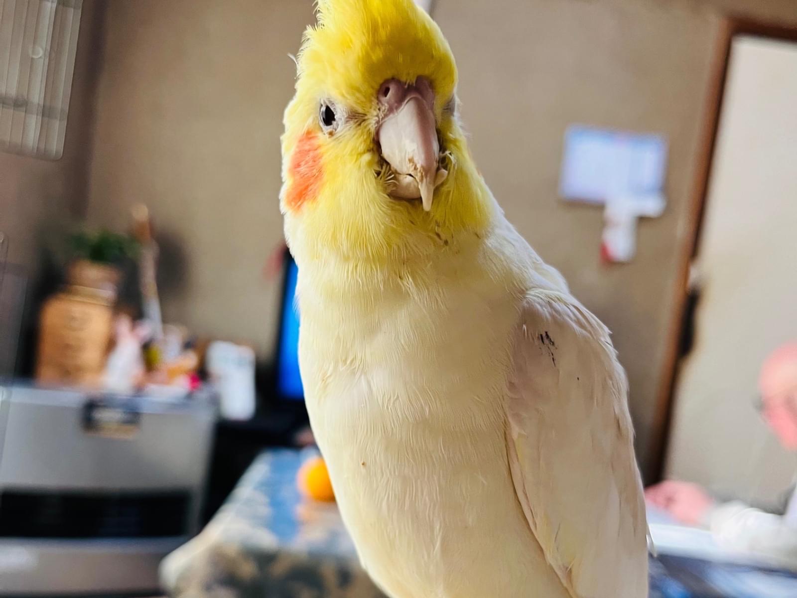 ニコちゃん ニコちゃん