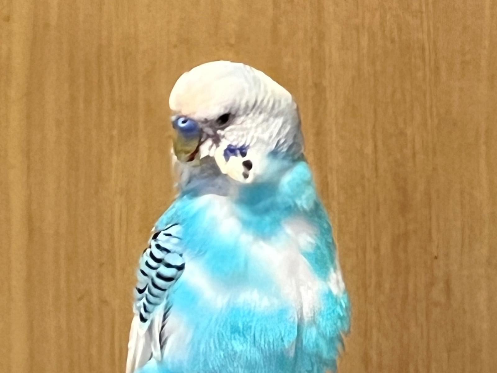 ピーちゃん ピーちゃん