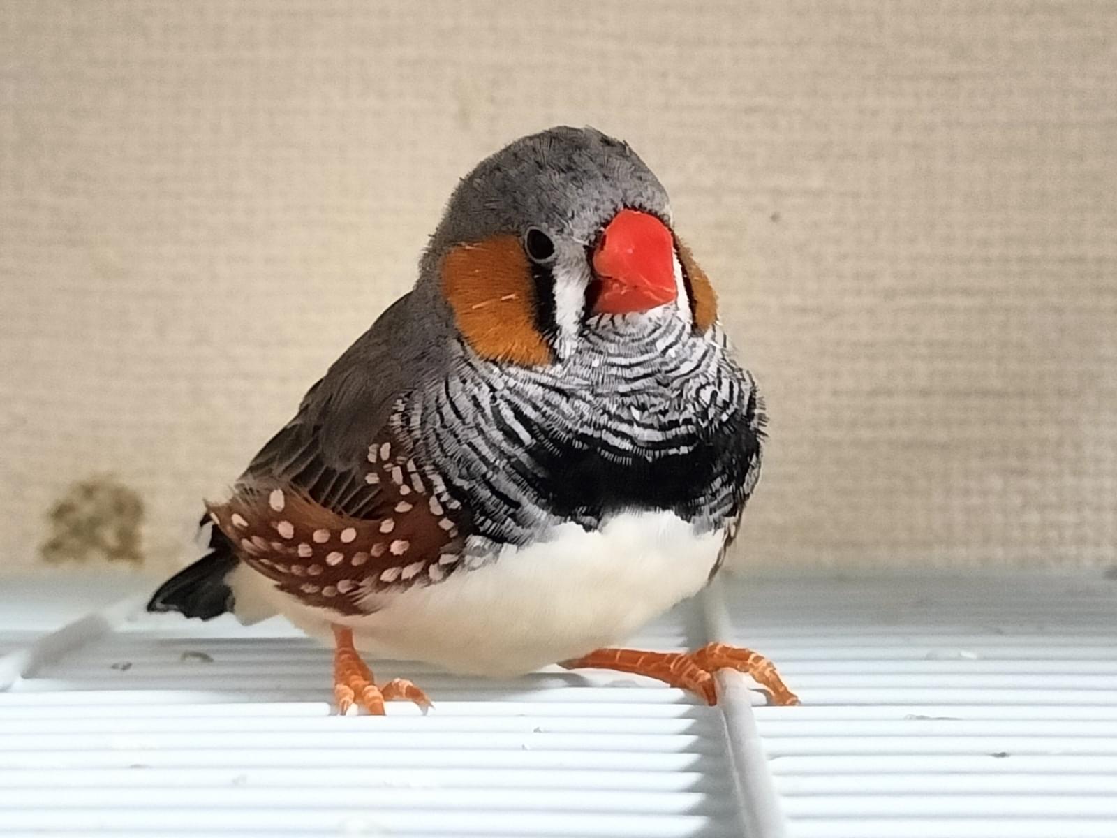 アルちゃん アルちゃん