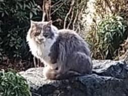 目撃された猫 目撃された猫