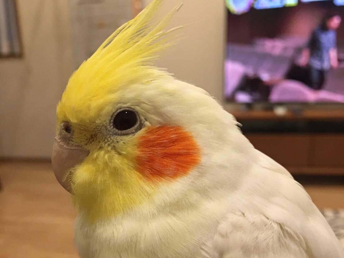 ルーシーちゃん ルーシーちゃん