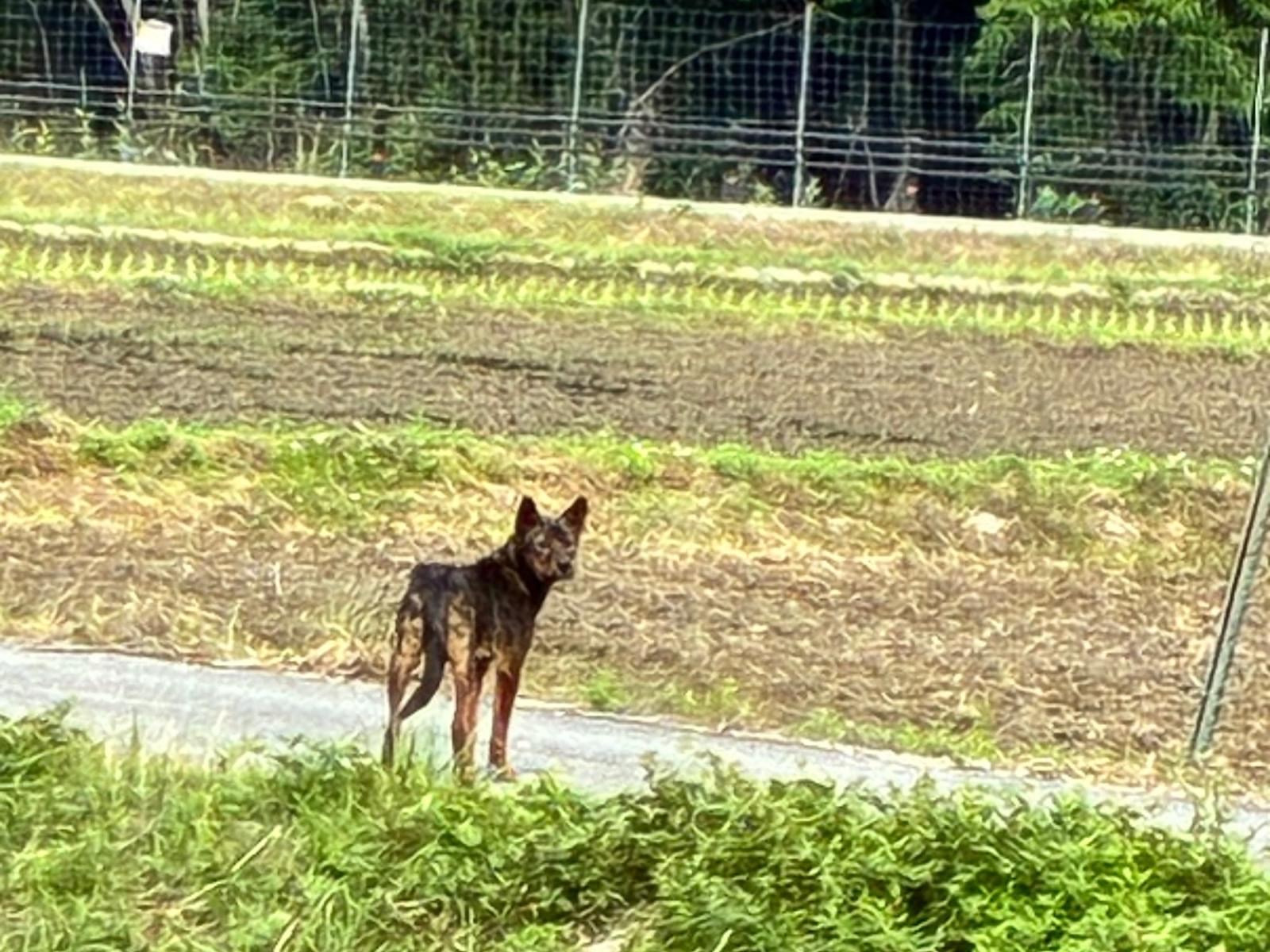 目撃された犬