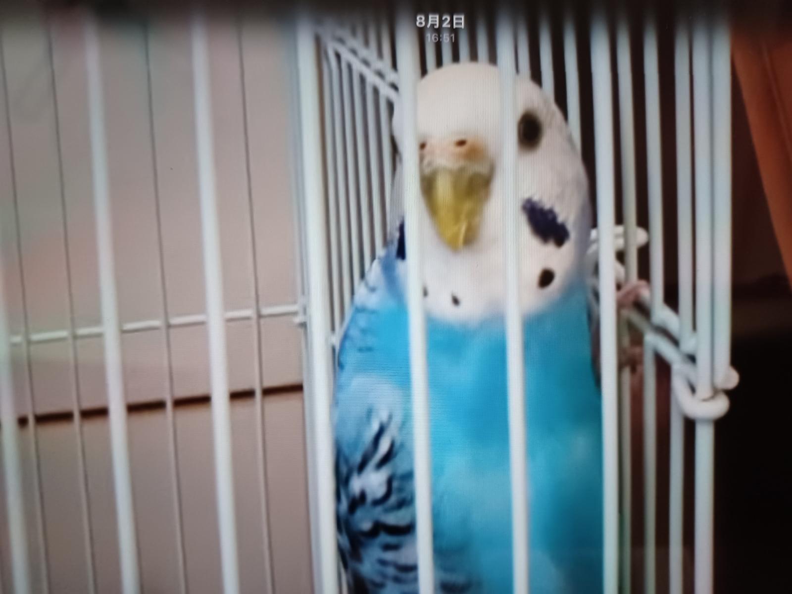 トコちゃん トコちゃん