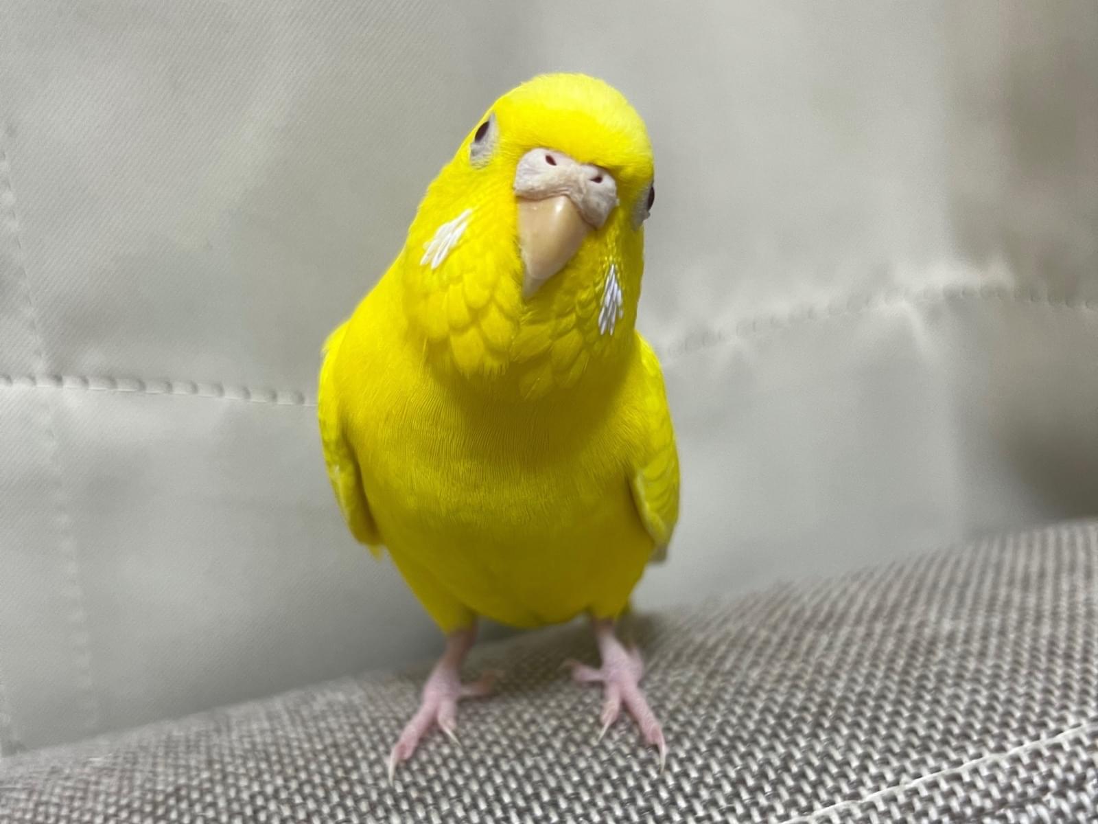 いちごちゃん いちごちゃん