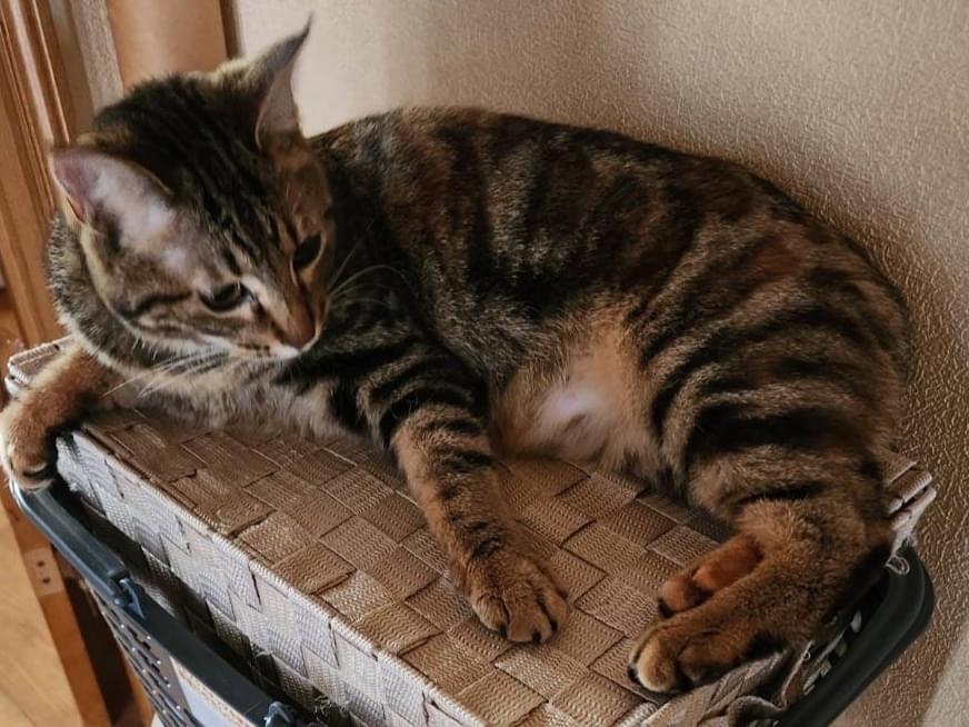夏みかん