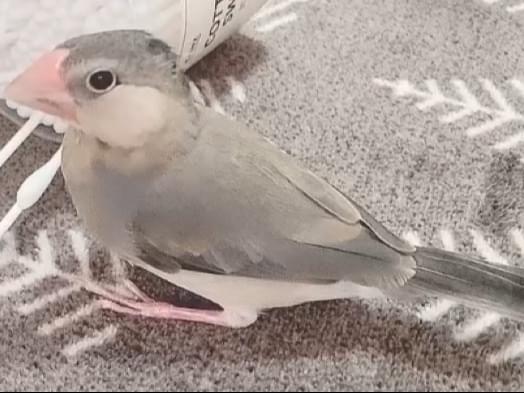 さくちゃん さくちゃん