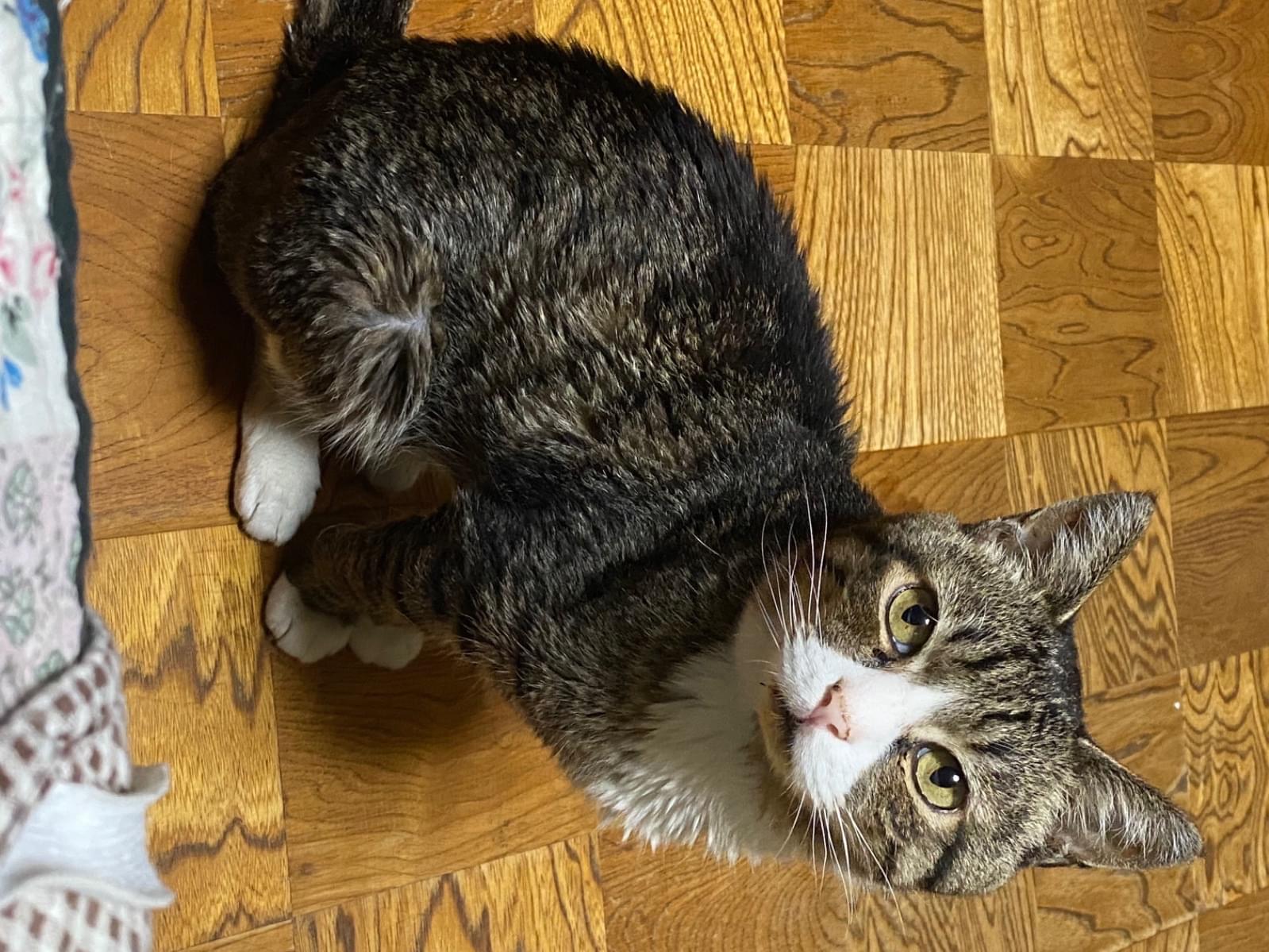 チャチャ丸ちゃん チャチャ丸ちゃん