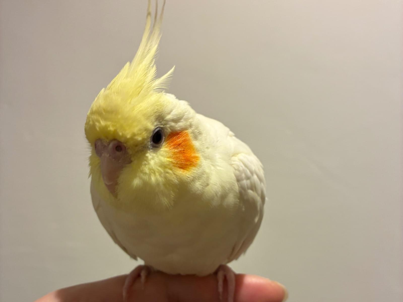 ハナちゃん ハナちゃん