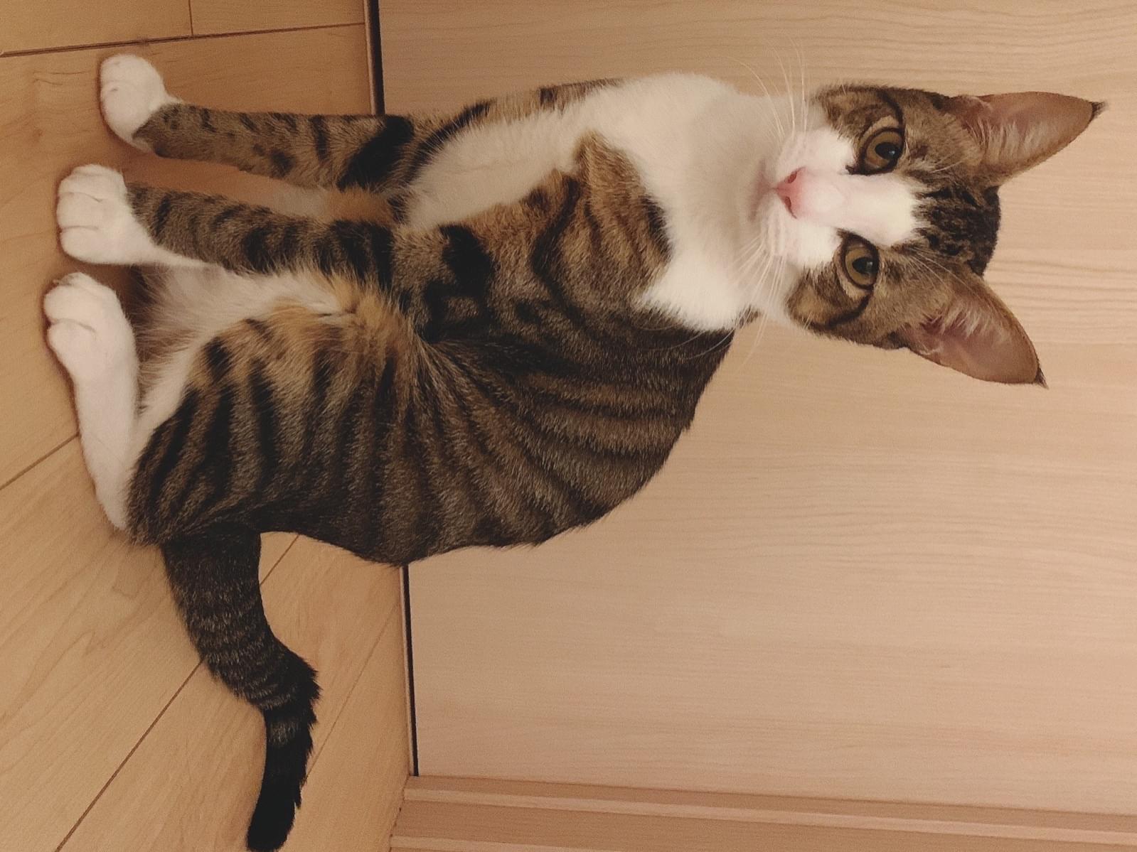 もんちゃん もんちゃん