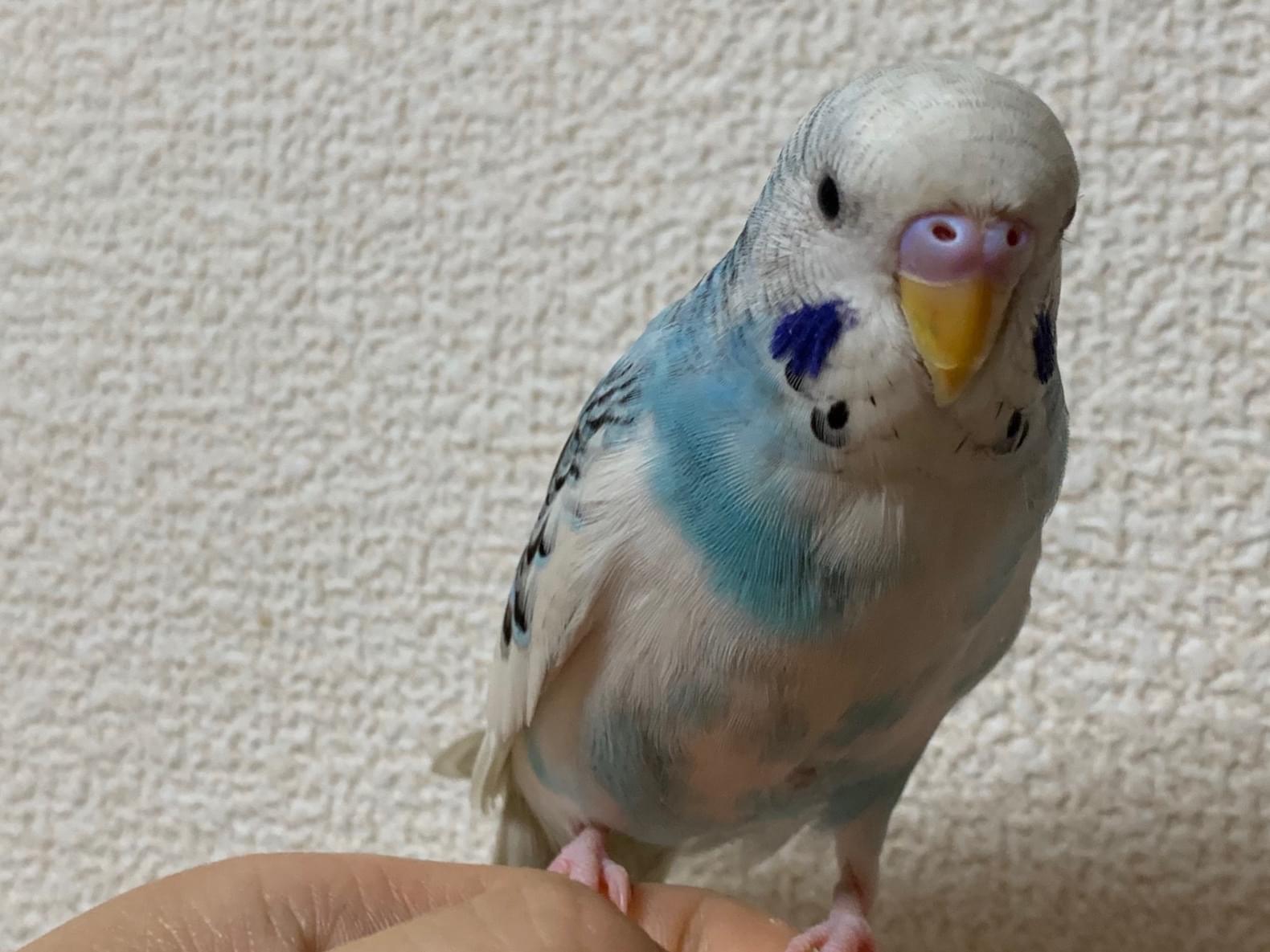 そらっぴちゃん そらっぴちゃん