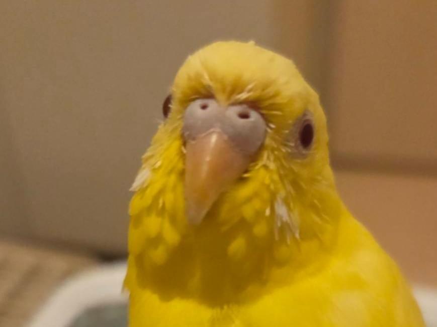 保護された鳥