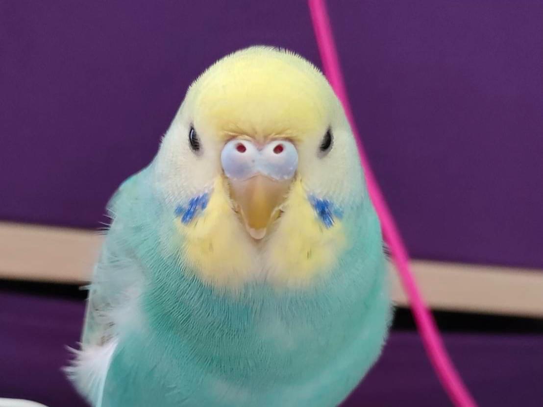 ぽぽちゃん ぽぽちゃん