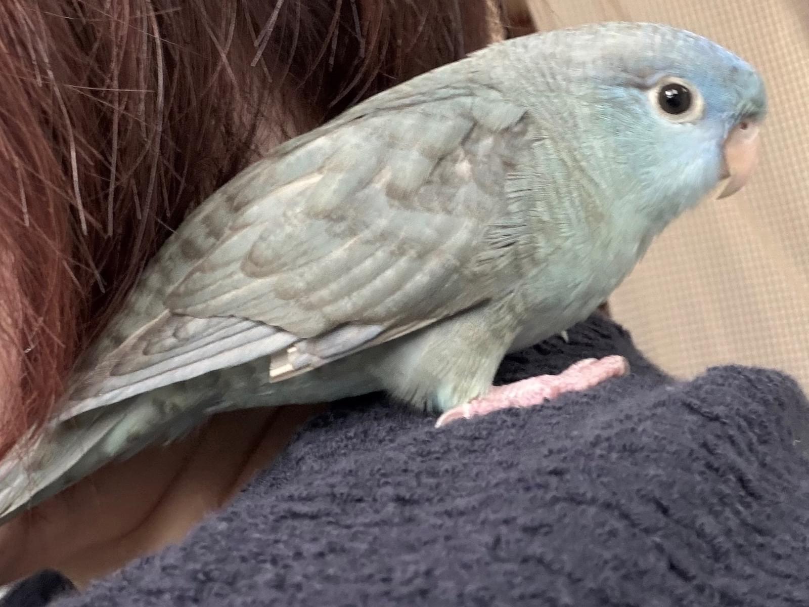 ぴぃちゃん ぴぃちゃん