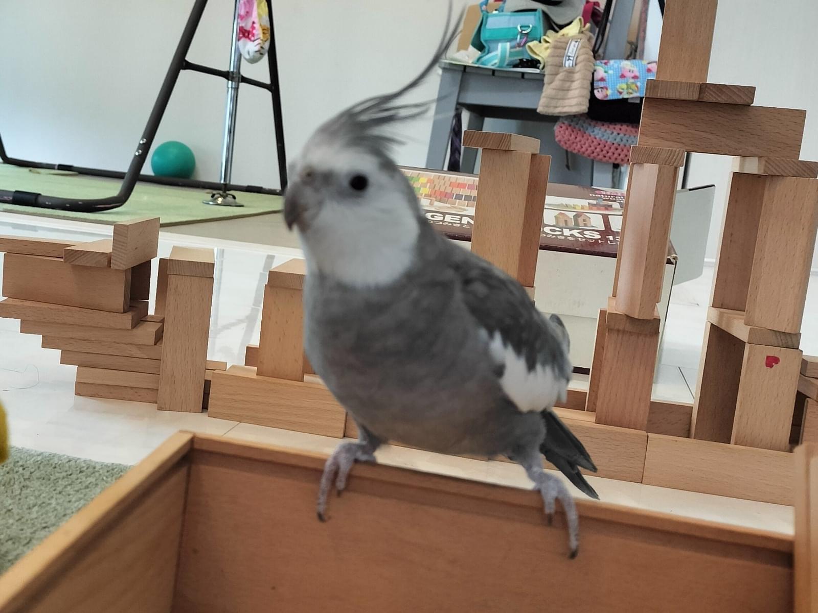 ぴいちゃん ぴいちゃん