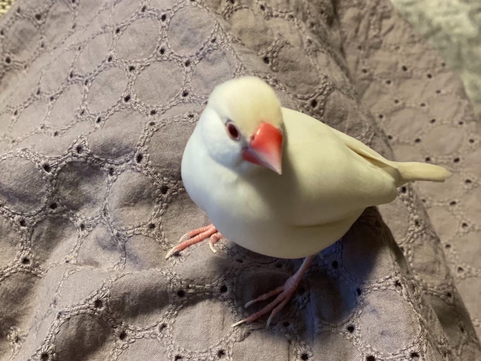 ピーちゃん ピーちゃん