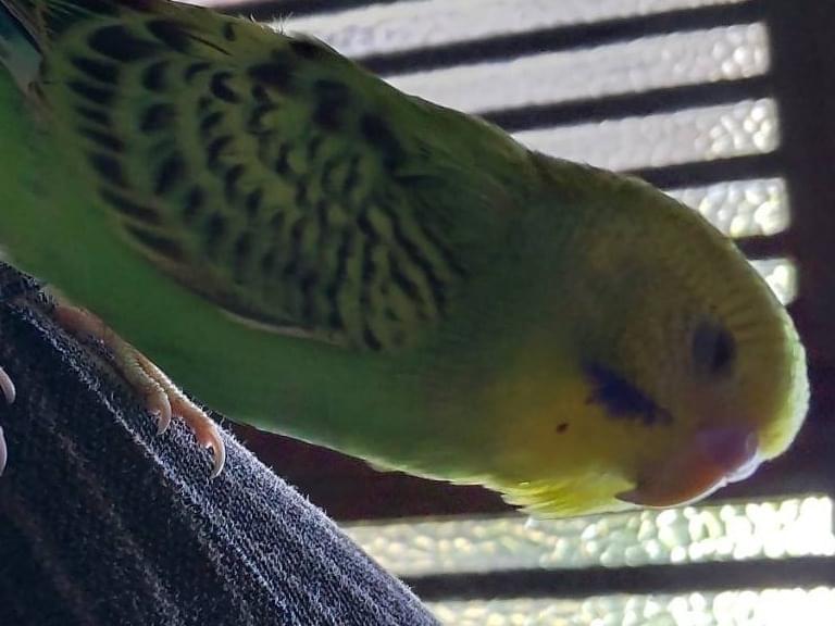 保護された鳥 保護された鳥