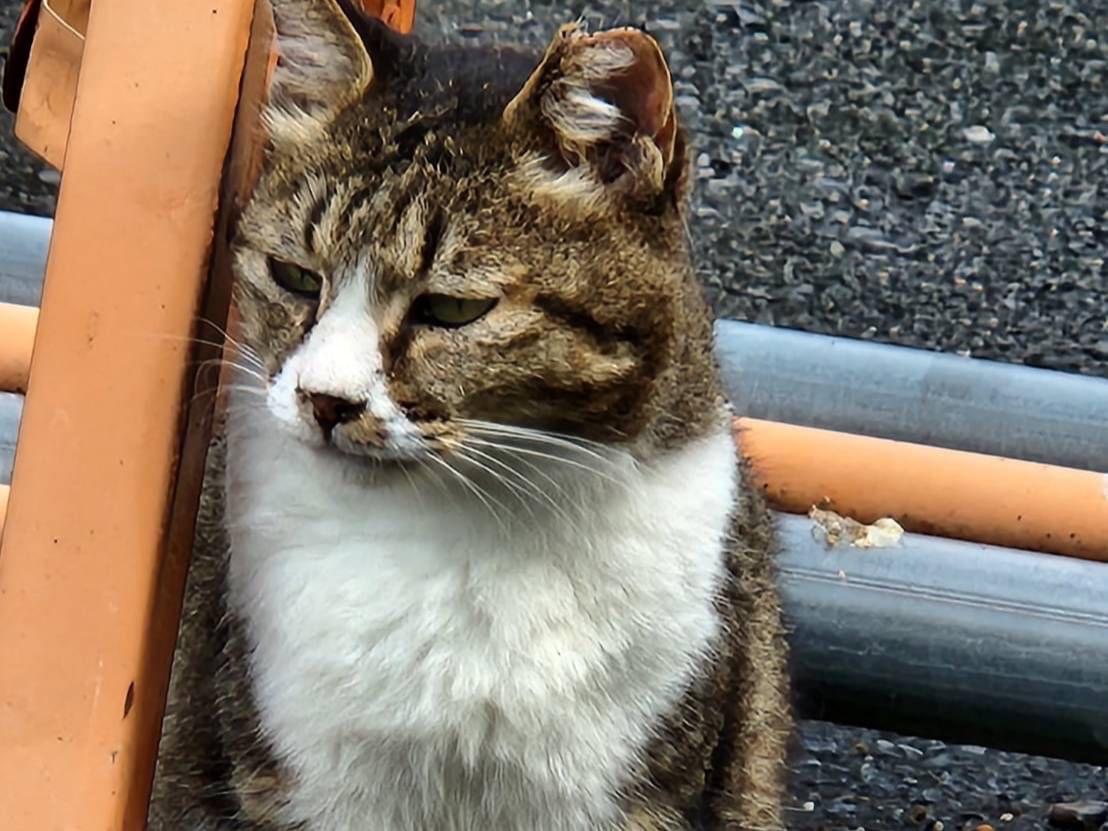 しーちゃん しーちゃん