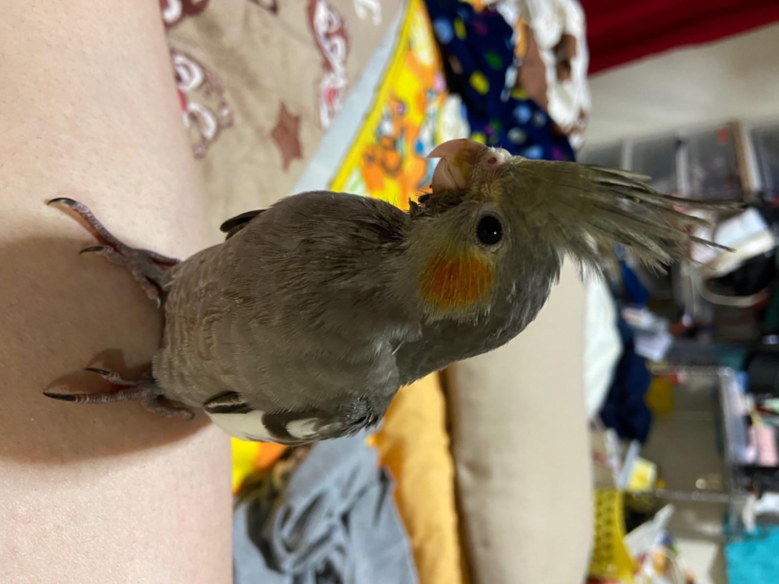 福ちゃん 福ちゃん