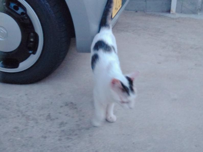 目撃された猫 目撃された猫