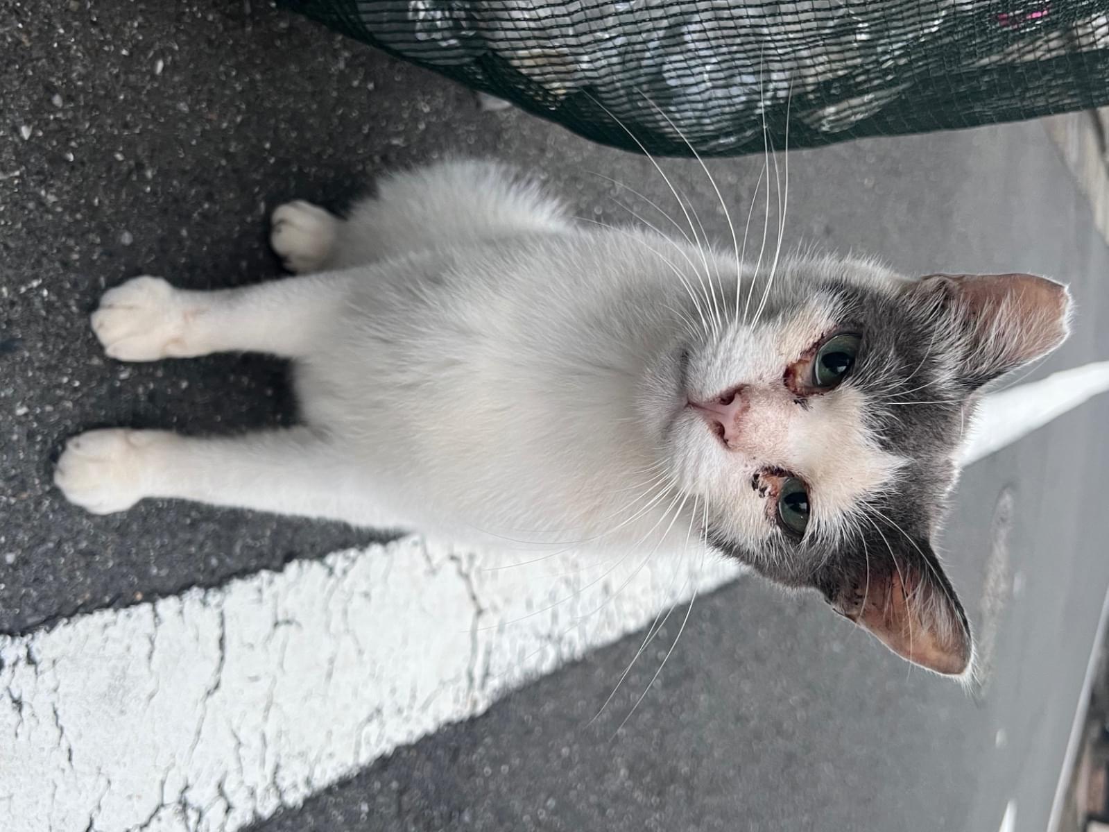 目撃された猫 目撃された猫