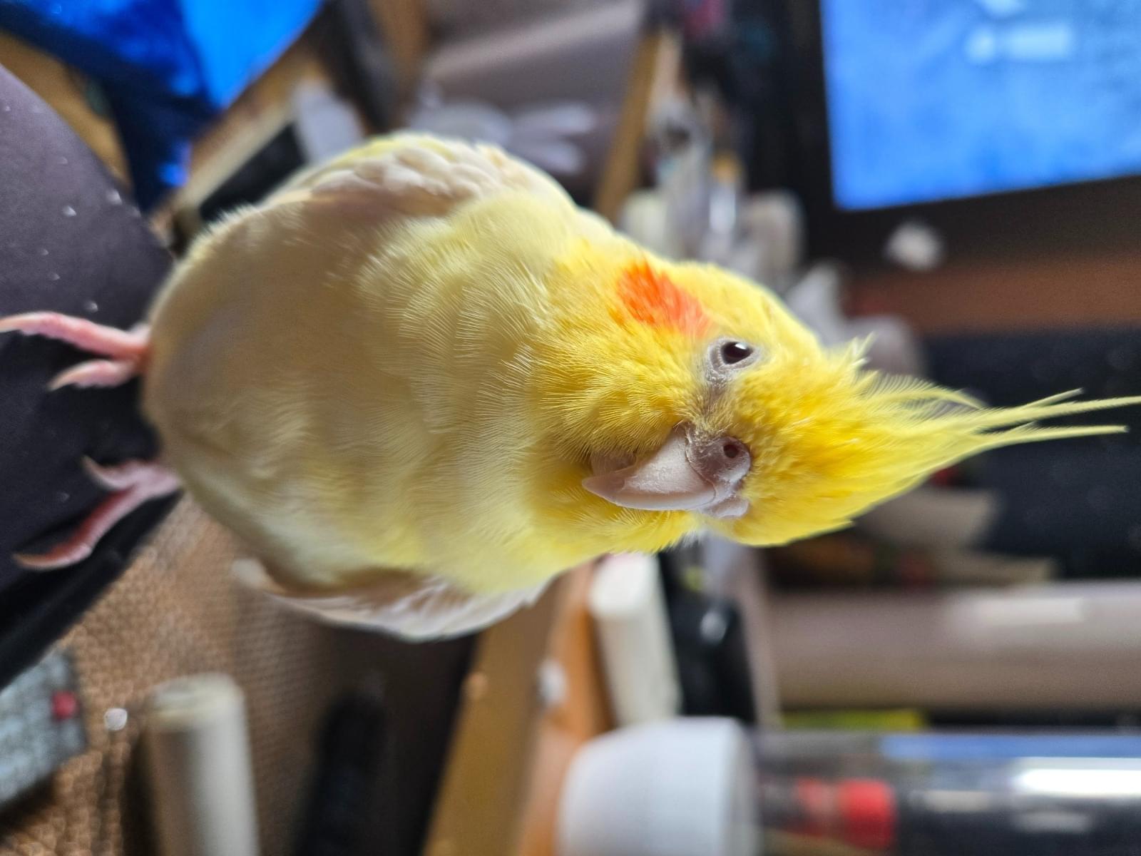 くーちゃん