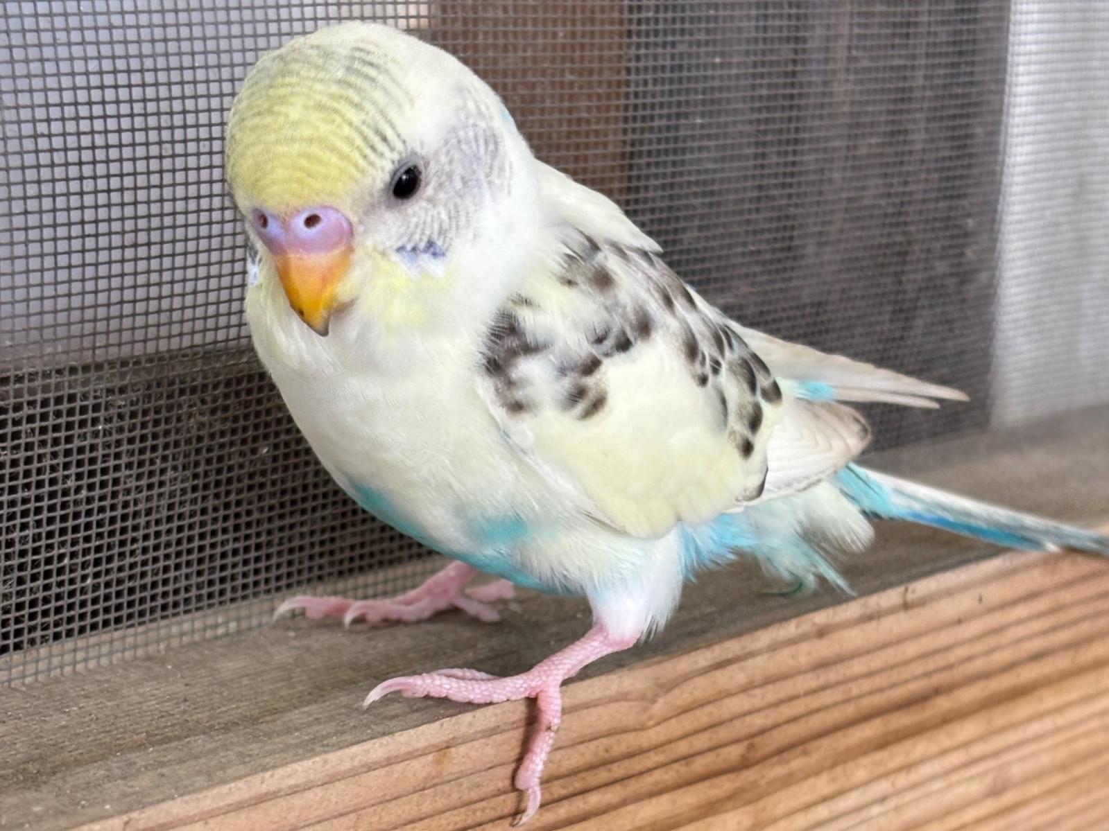 保護された鳥 保護された鳥