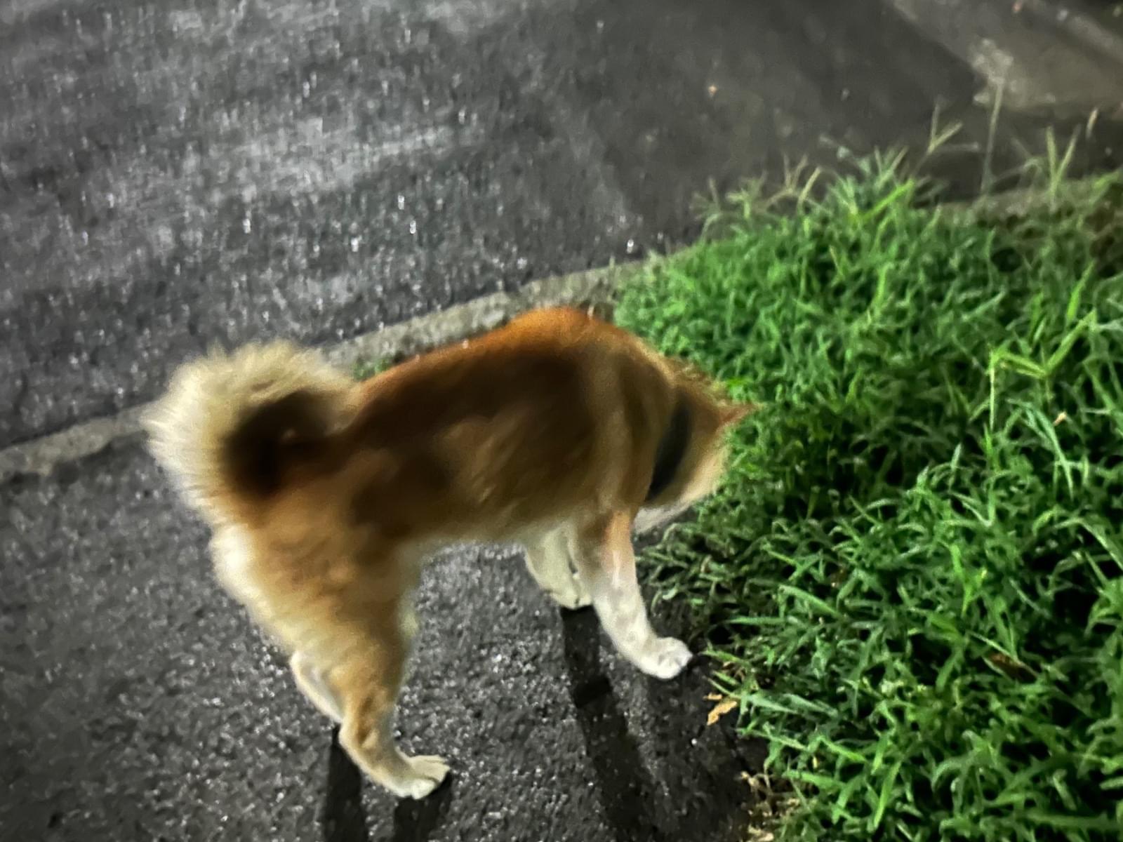 目撃された犬