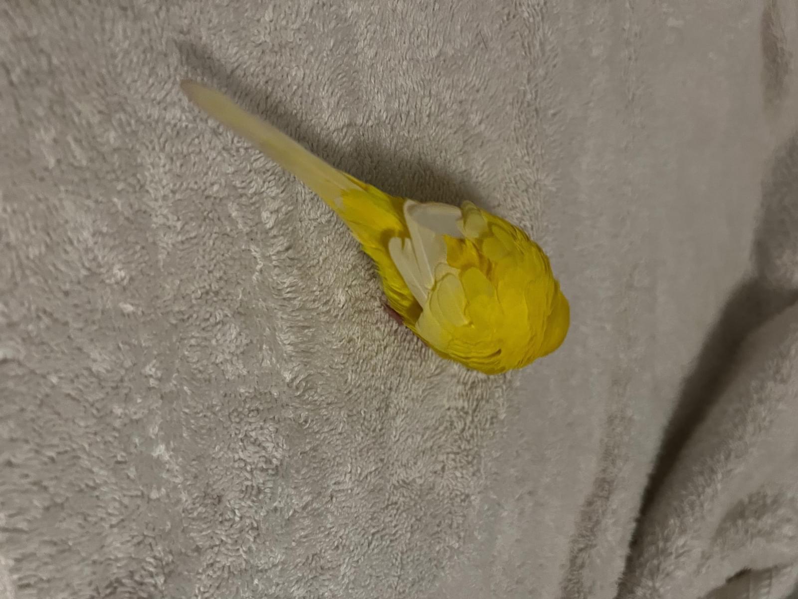保護された鳥 保護された鳥