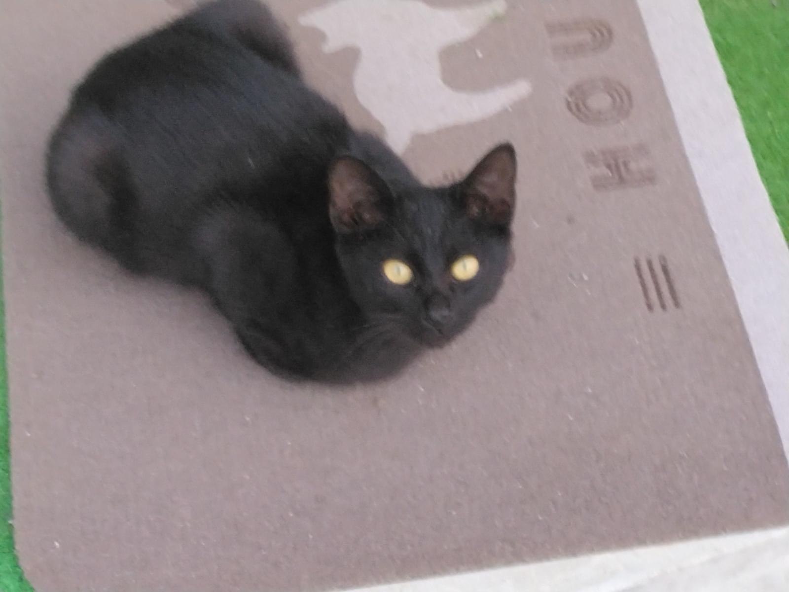 保護された猫 保護された猫