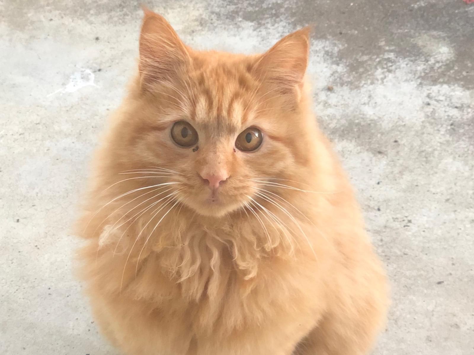 目撃された猫 目撃された猫