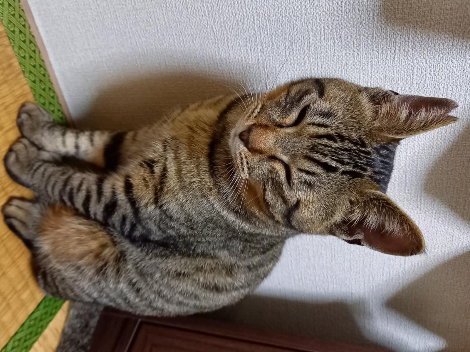 とらちゃん とらちゃん