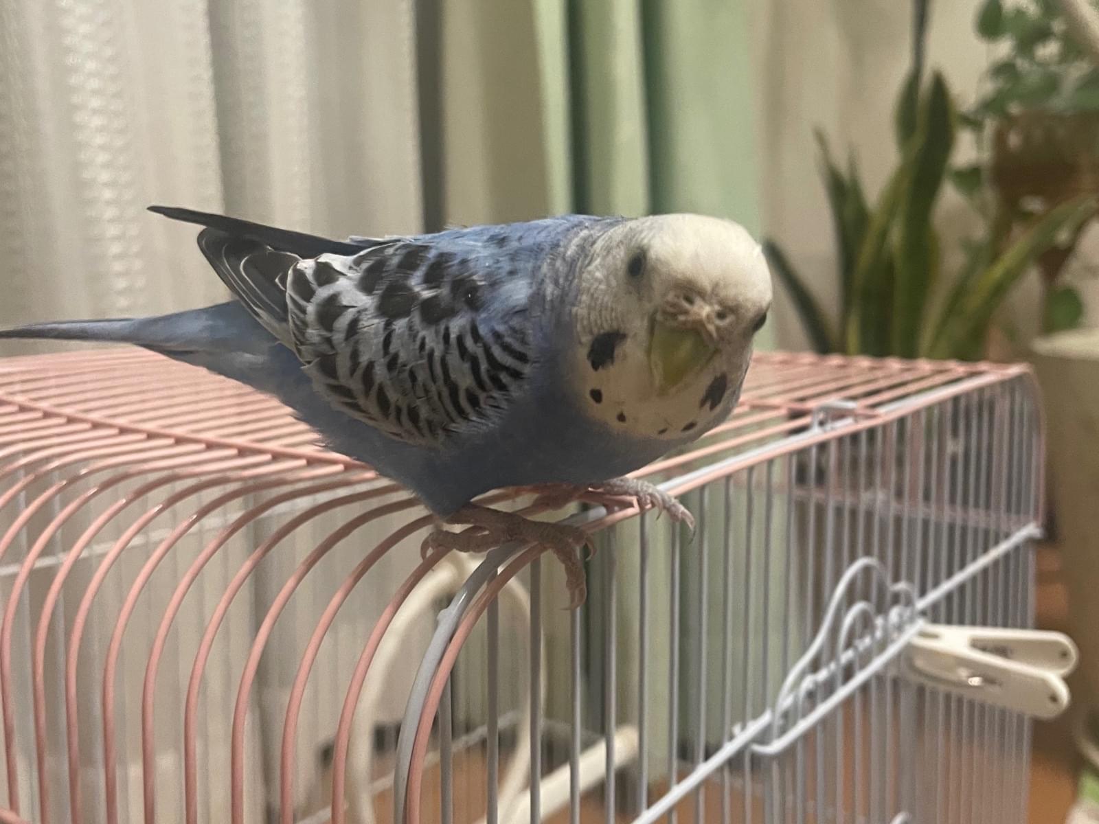 ぽんちゃん ぽんちゃん