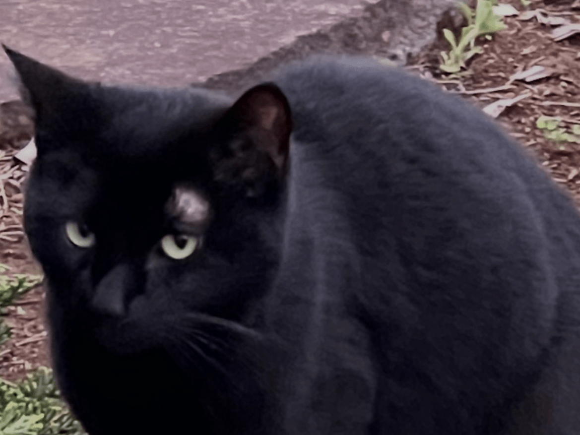 目撃された猫 目撃された猫