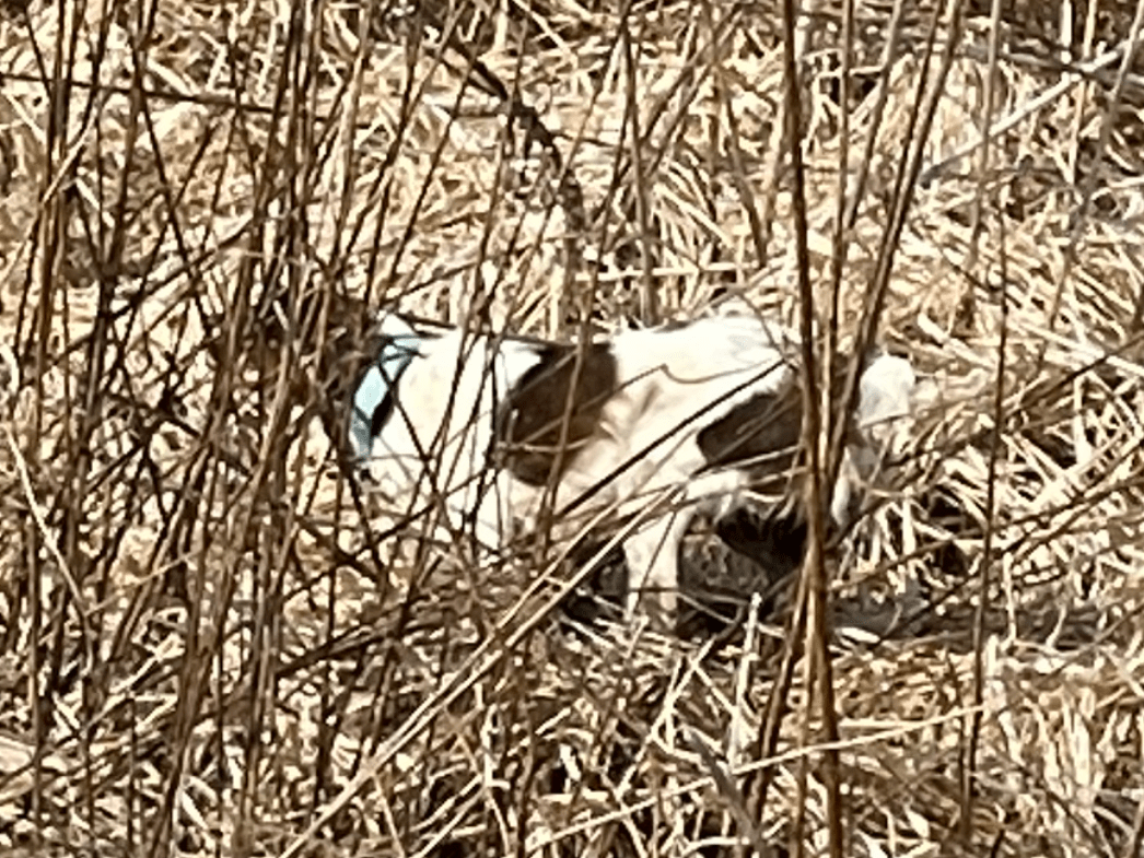 目撃された犬 目撃された犬