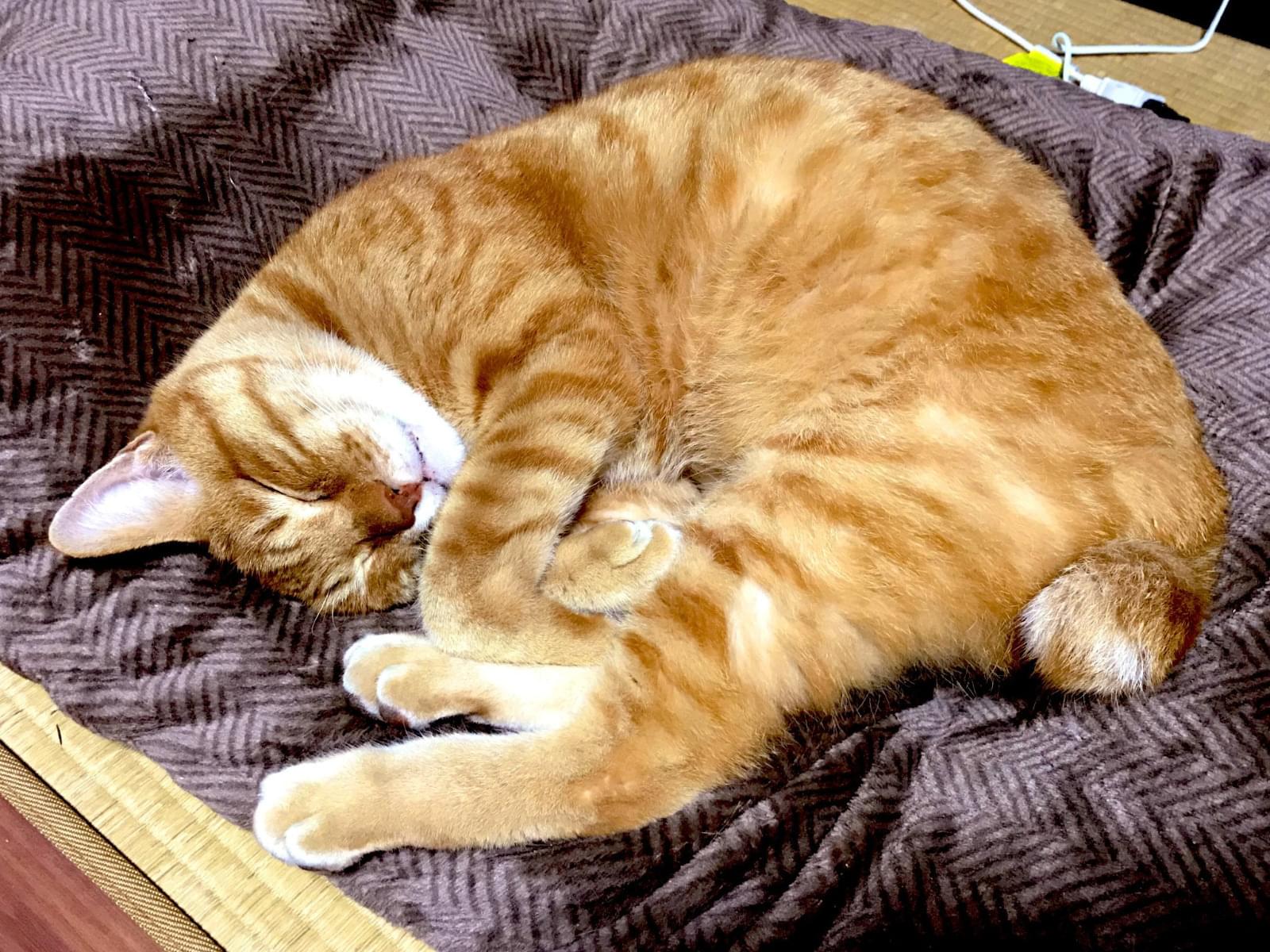トラちゃん トラちゃん