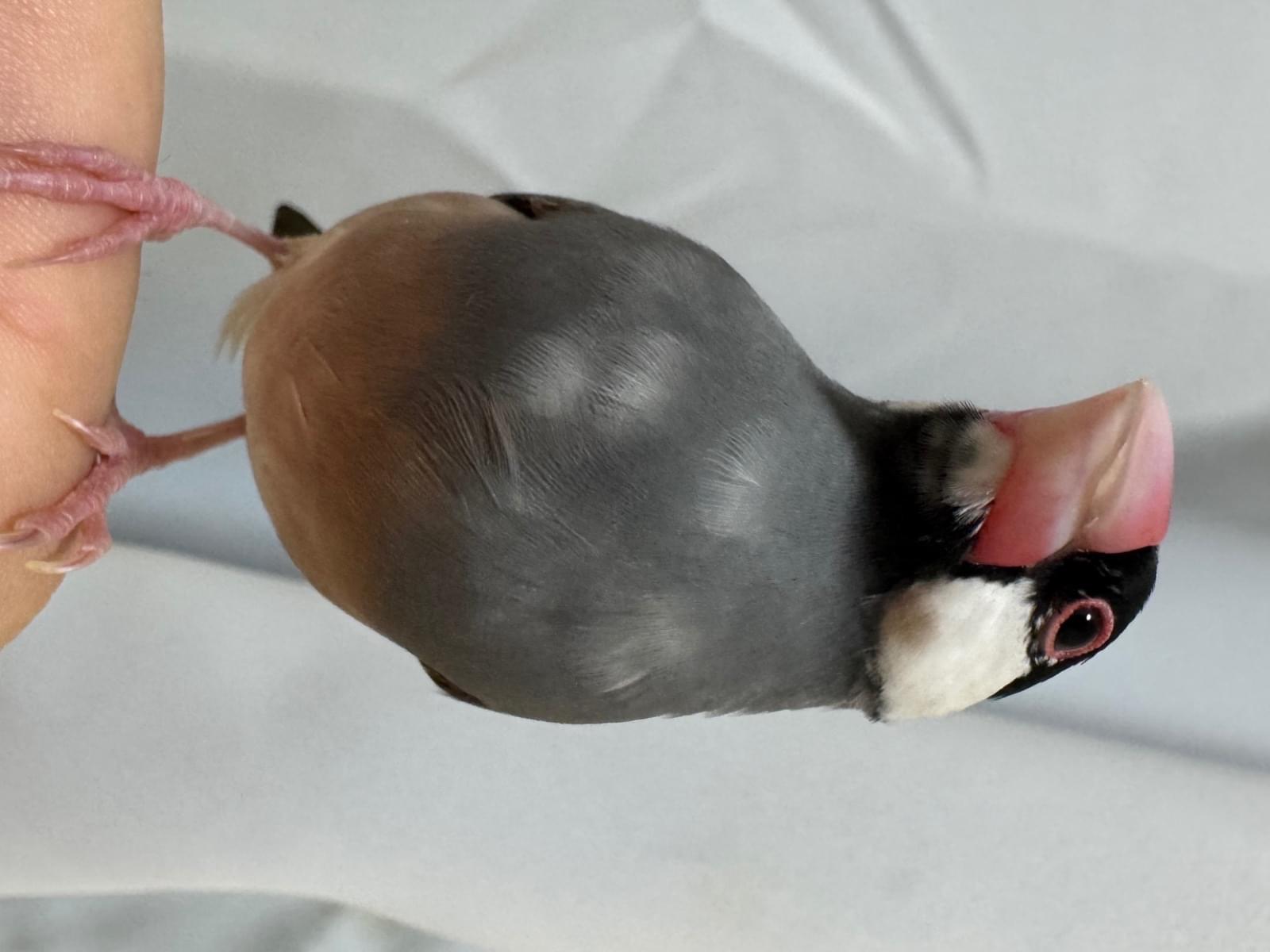 保護された鳥