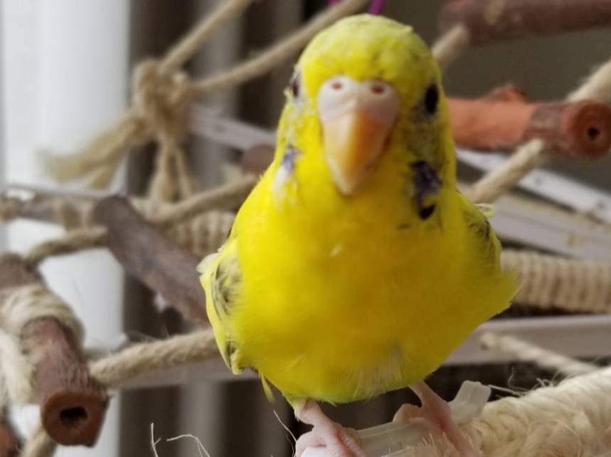 ピーちゃん ピーちゃん