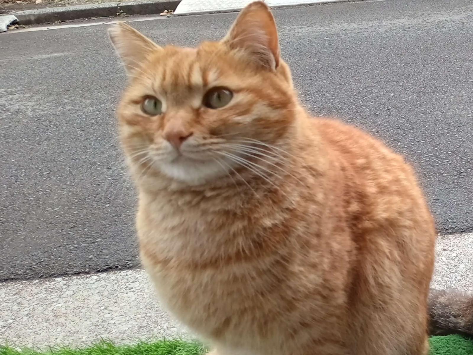 チャチャちゃん