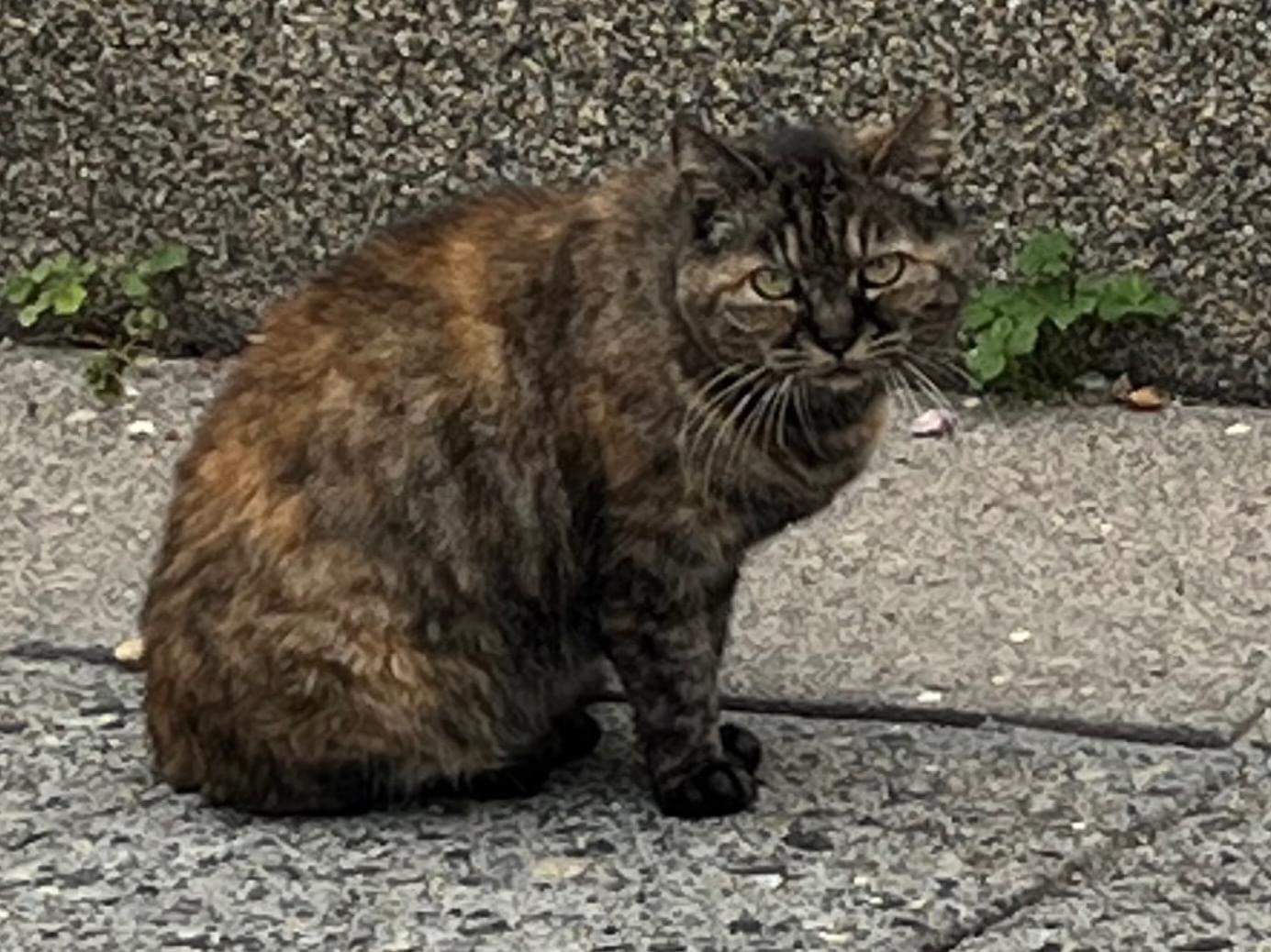 目撃された猫 目撃された猫