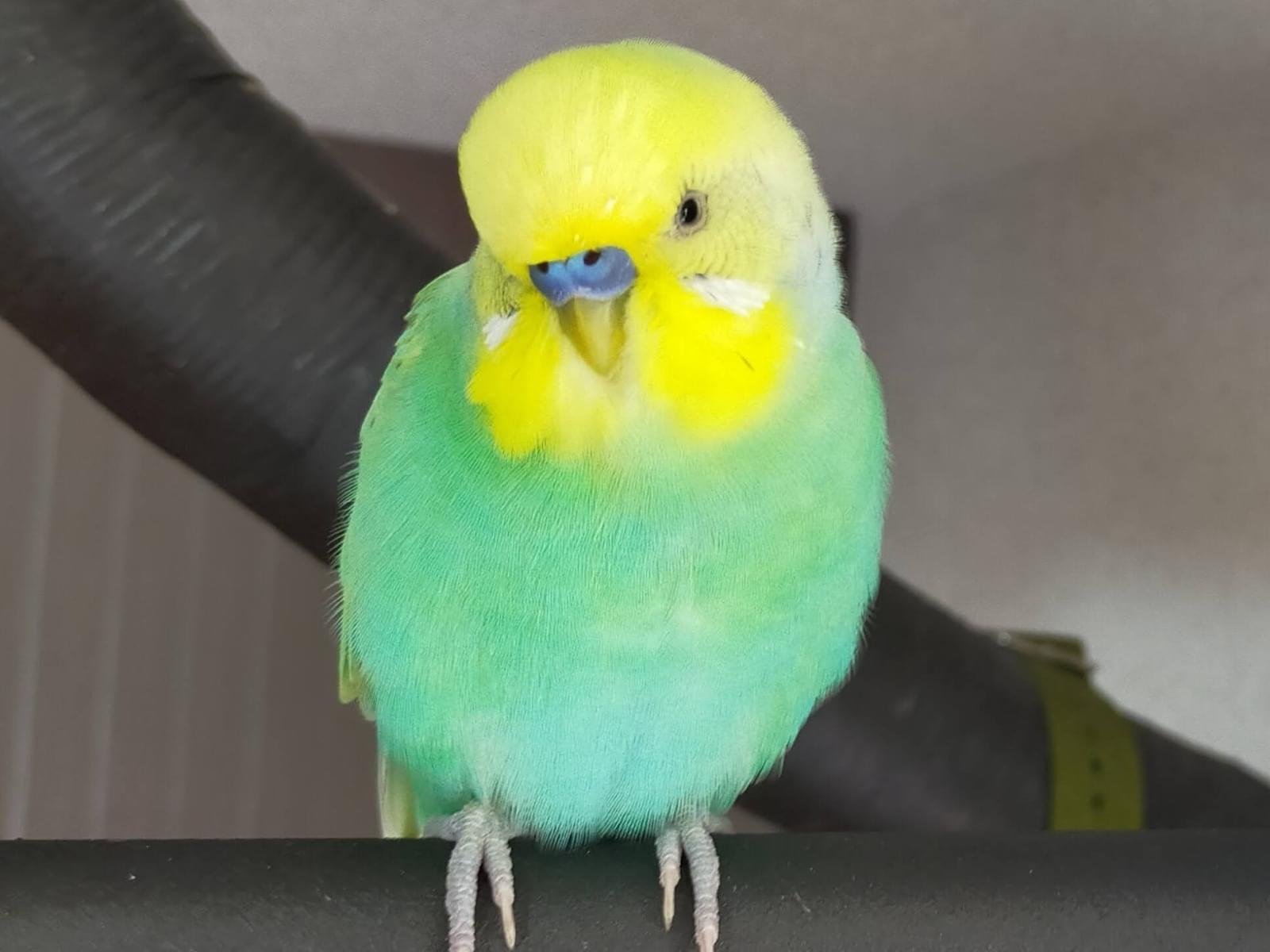 くぅちゃん くぅちゃん